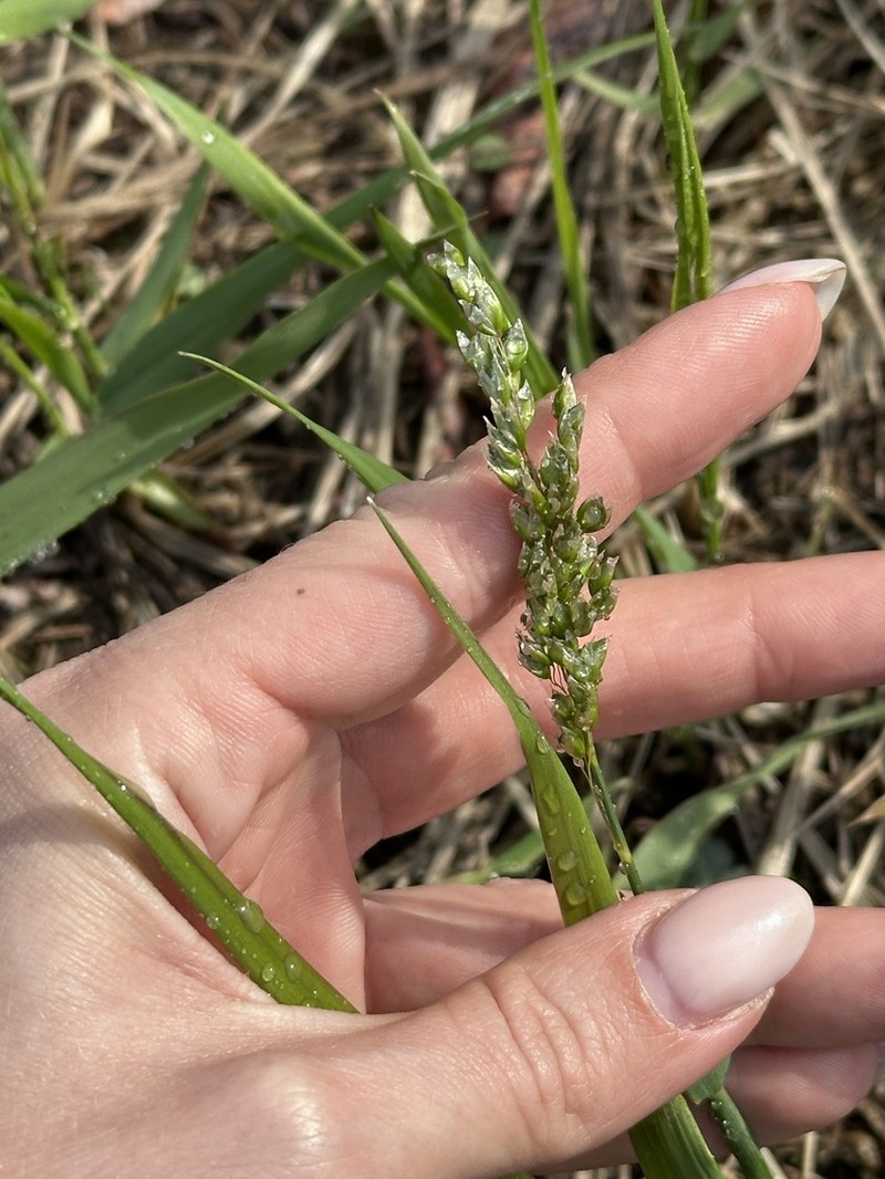 Anthoxanthum glabrum photo 3