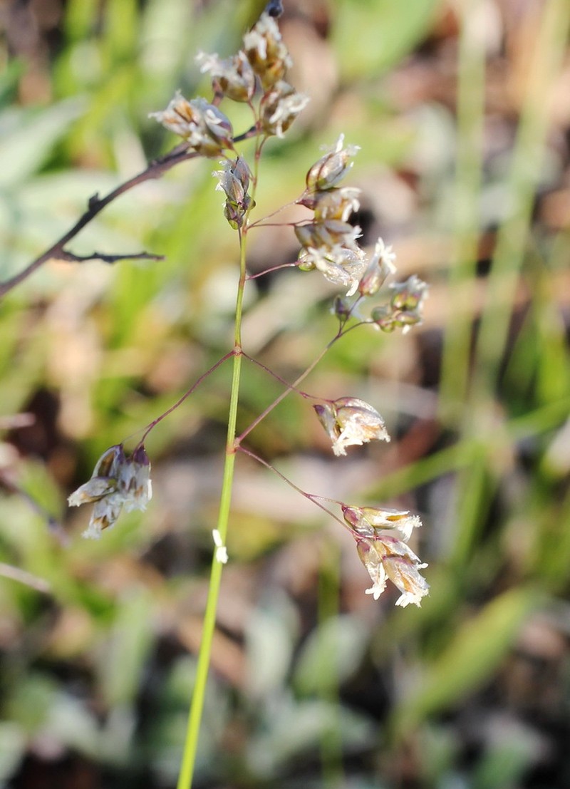 Anthoxanthum glabrum photo 4