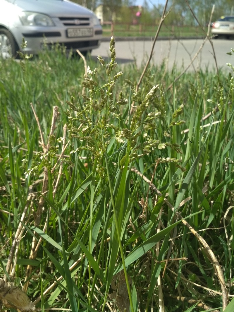 Anthoxanthum glabrum photo 5