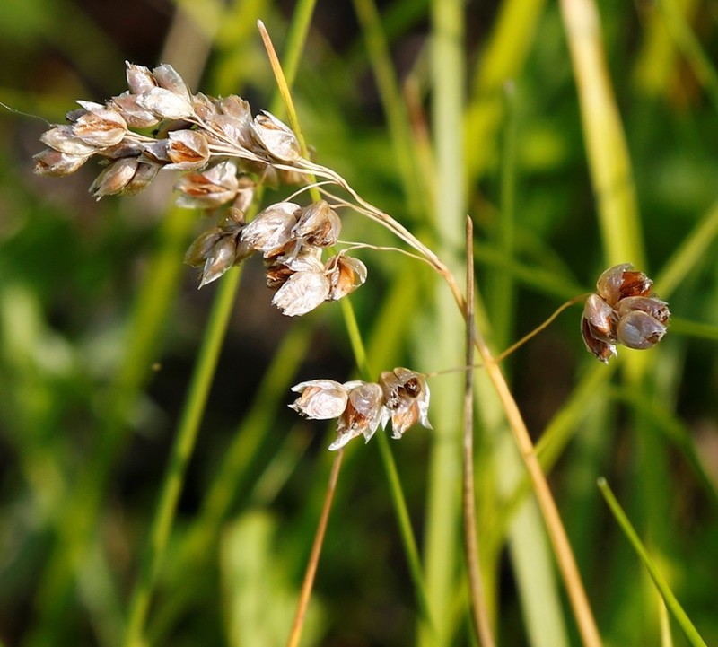 Anthoxanthum glabrum photo 6