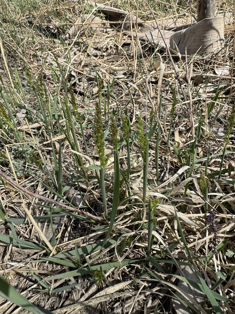 Anthoxanthum glabrum photo 7