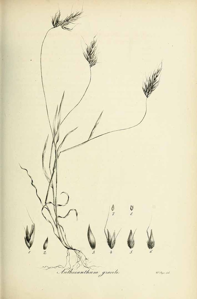 Anthoxanthum gracile