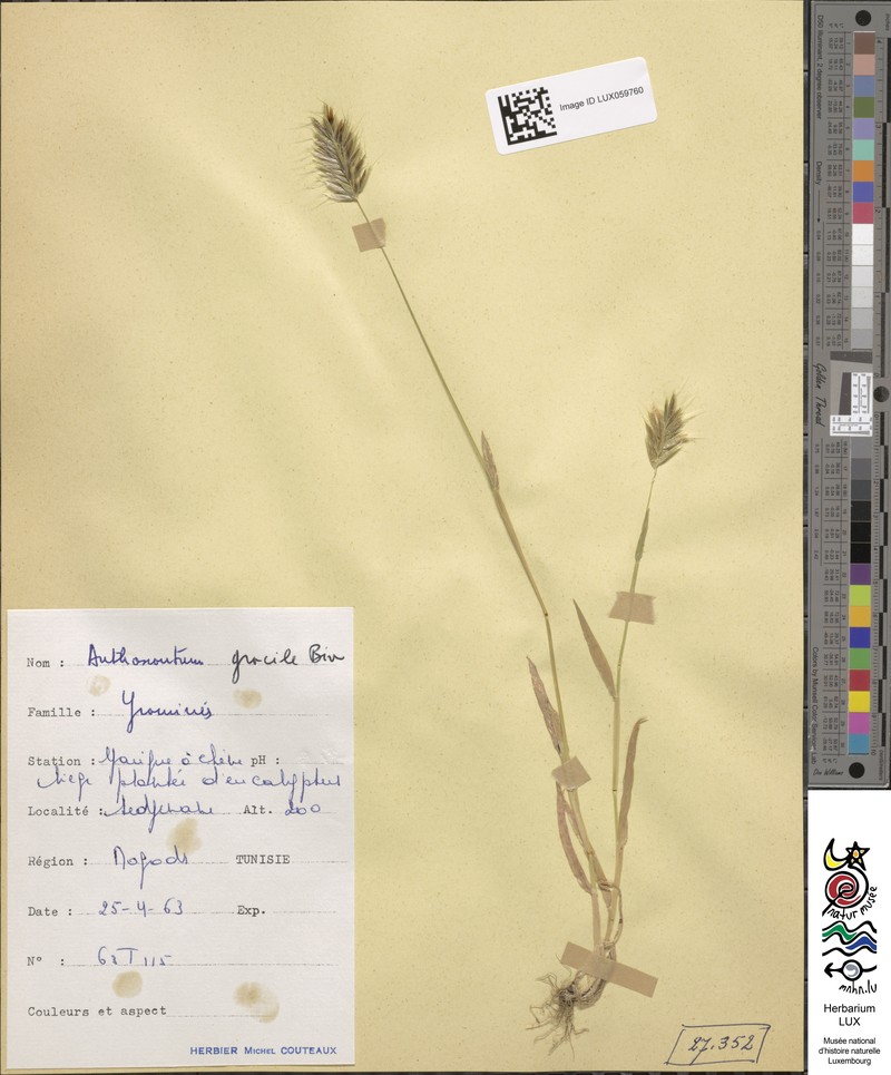 Anthoxanthum gracile photo 2
