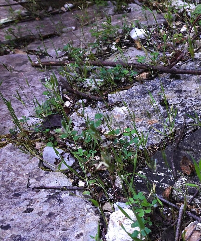 Anthoxanthum gracile photo 3