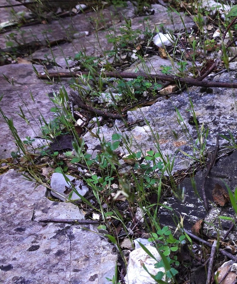 Anthoxanthum gracile photo 4