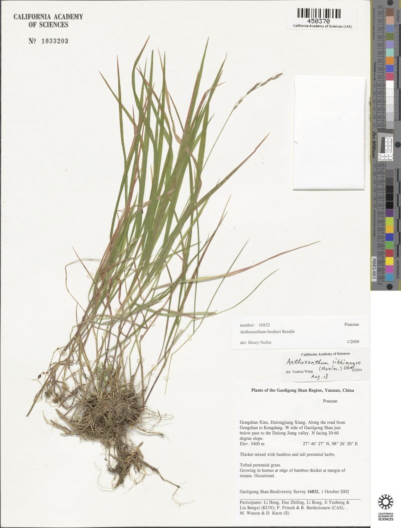Anthoxanthum hookeri