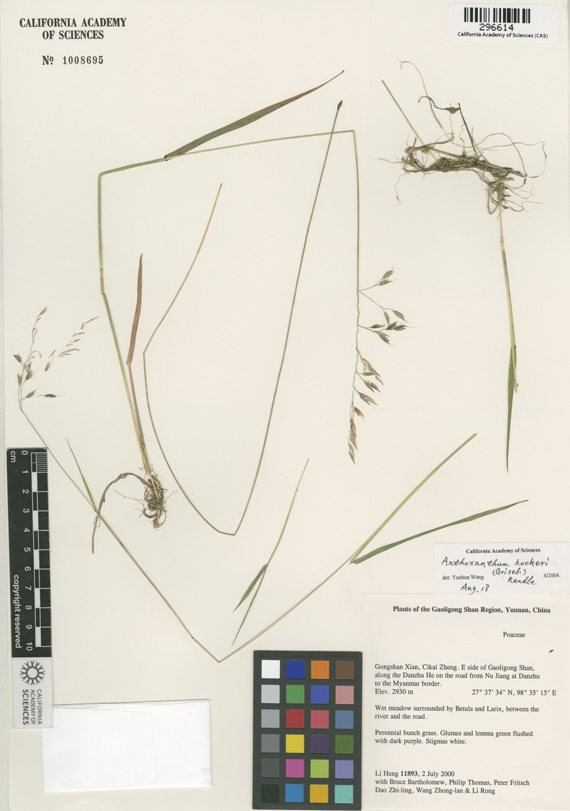 Anthoxanthum hookeri photo 2