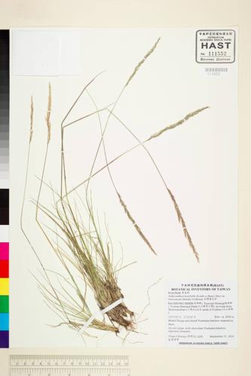 Anthoxanthum horsfieldii photo 2