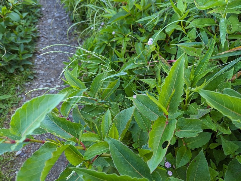 Anthoxanthum horsfieldii photo 3