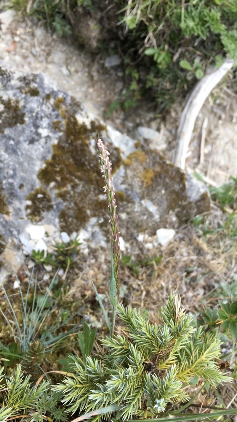 Anthoxanthum horsfieldii photo 4