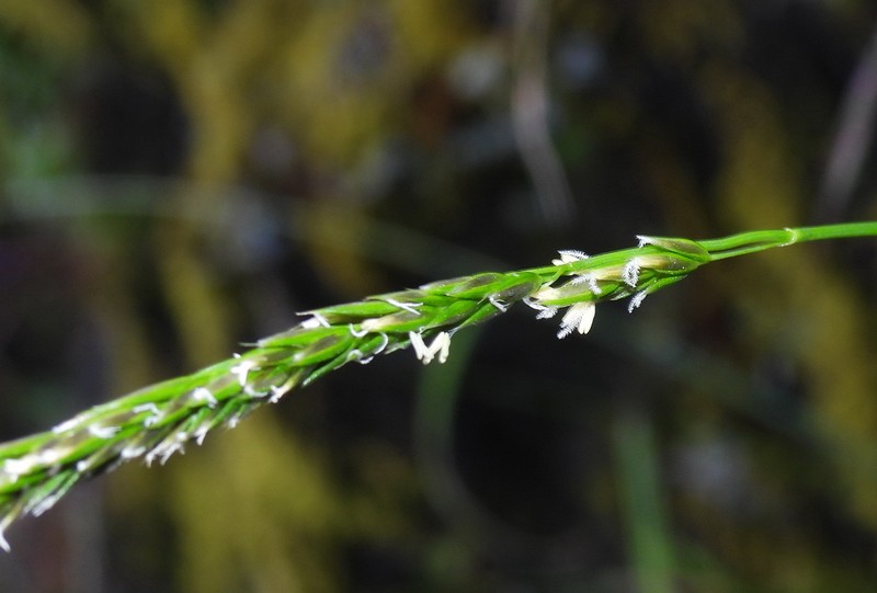 Anthoxanthum horsfieldii photo 5