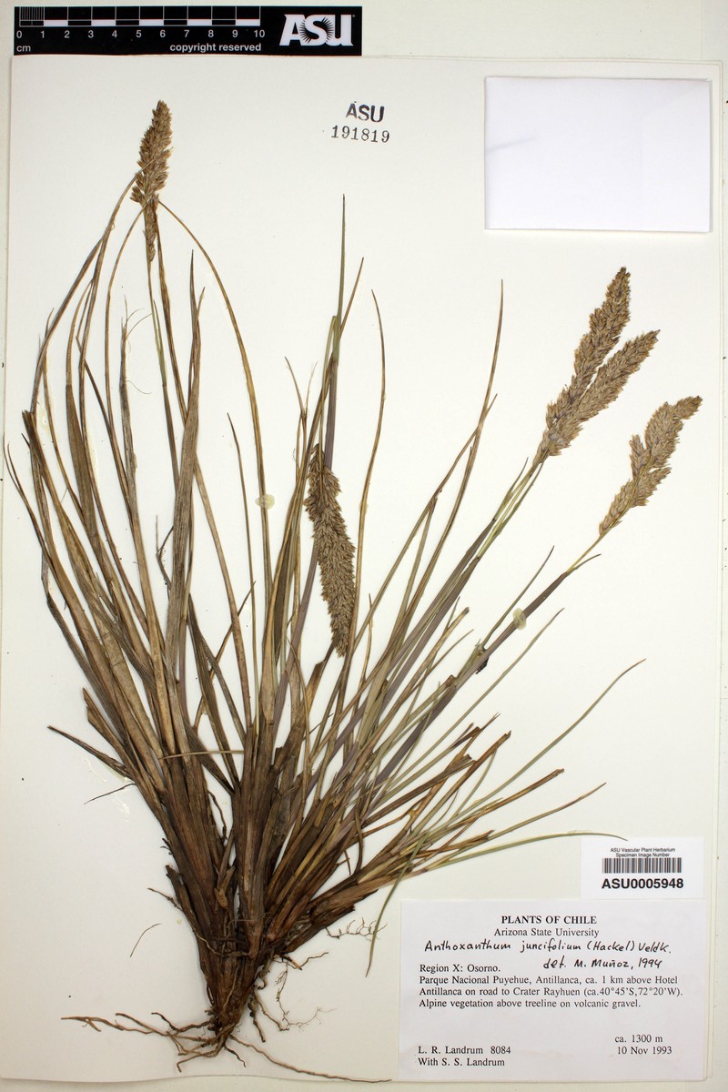 Anthoxanthum juncifolium