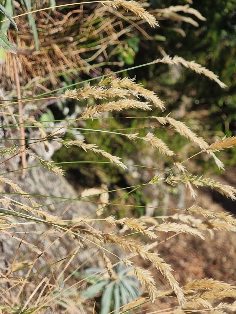 Anthoxanthum maderense