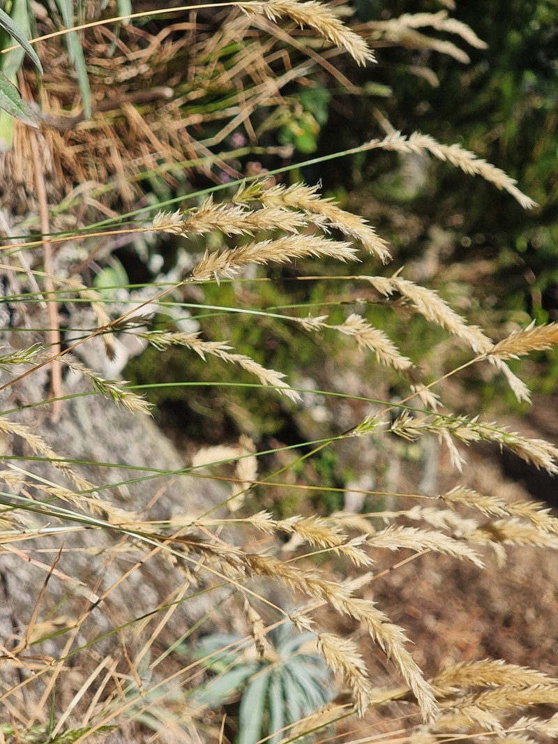 Anthoxanthum maderense photo 2