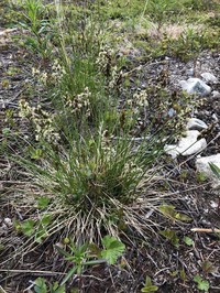 Alpine Sweetgrass