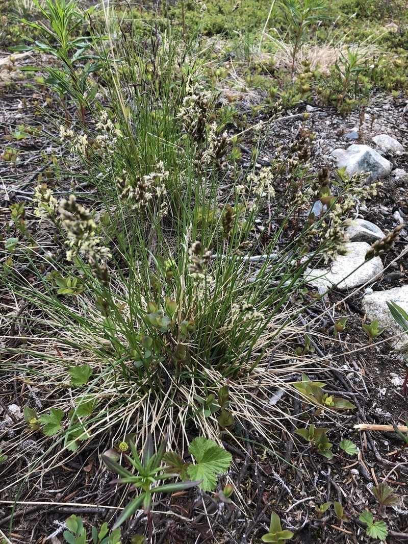 Alpine Sweetgrass