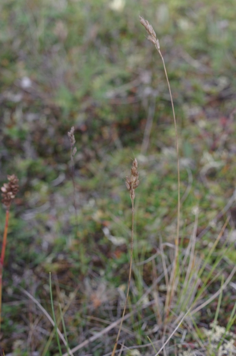 Alpine Sweetgrass photo 2