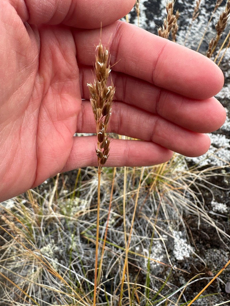 Alpine Sweetgrass photo 3
