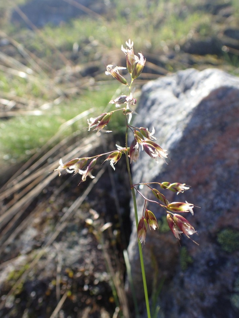 Alpine Sweetgrass photo 4