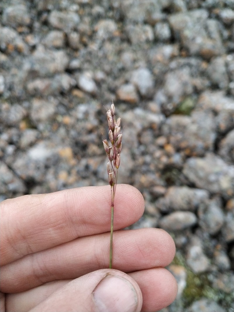 Alpine Sweetgrass photo 5