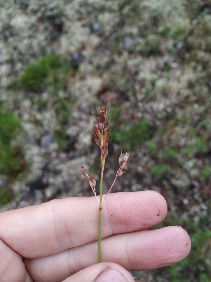 Alpine Sweetgrass photo 6