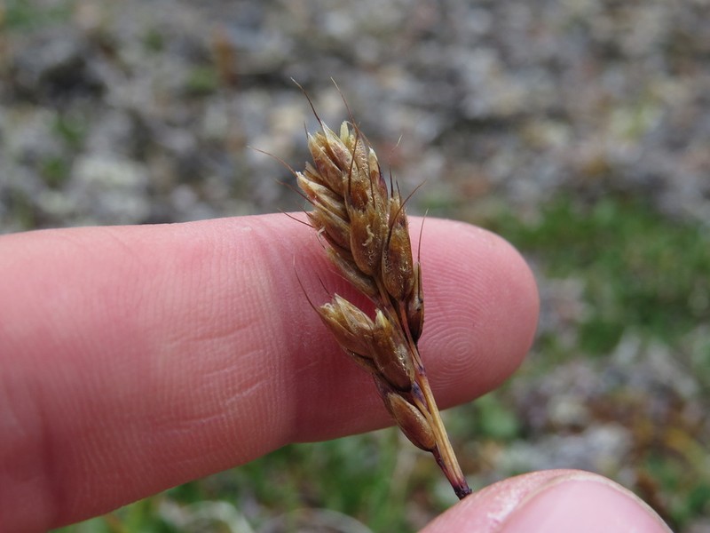 Alpine Sweetgrass photo 7
