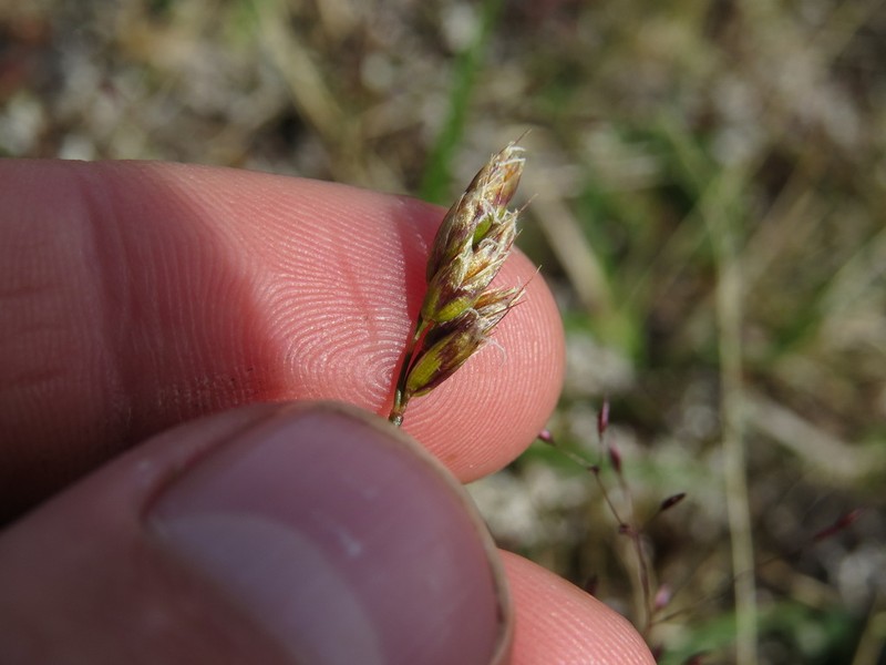 Alpine Sweetgrass photo 8