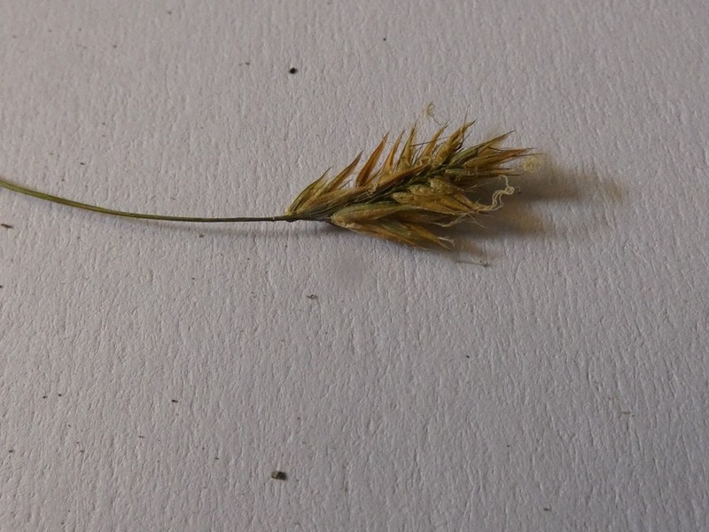 Anthoxanthum nipponicum