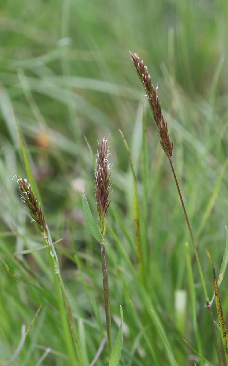 Anthoxanthum nipponicum photo 2