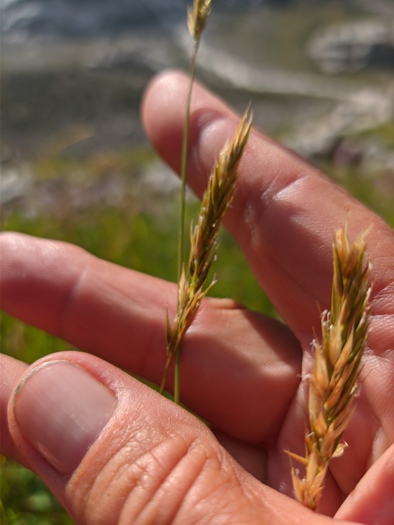 Anthoxanthum nipponicum photo 3