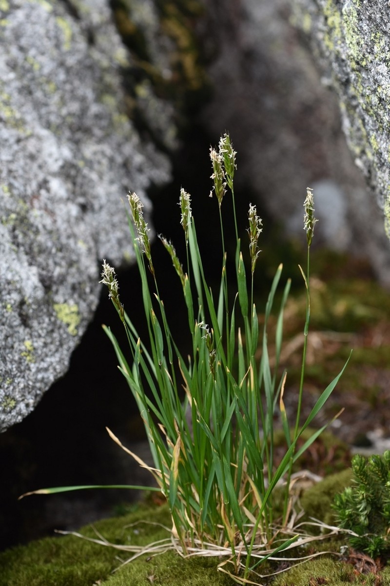 Anthoxanthum nipponicum photo 4