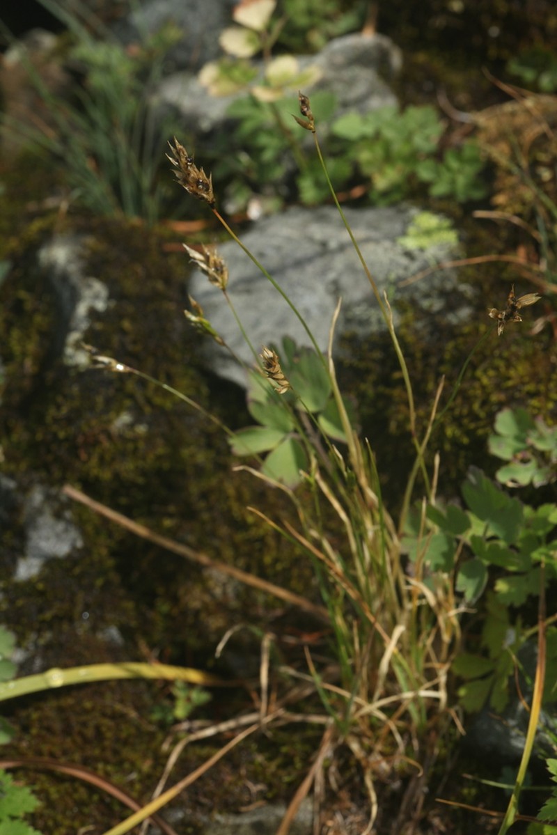 Anthoxanthum nipponicum photo 5