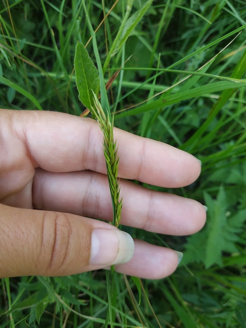 Anthoxanthum nipponicum photo 6