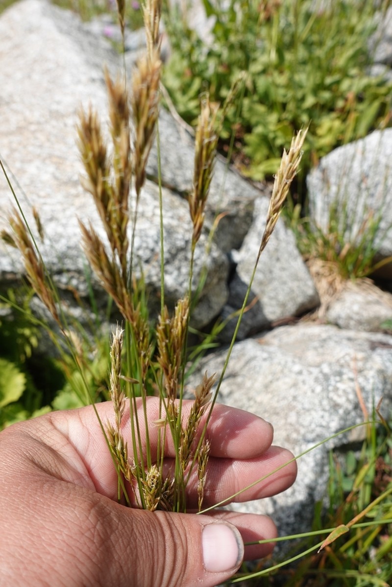 Anthoxanthum nipponicum photo 7