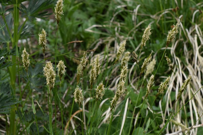 Anthoxanthum nipponicum photo 8