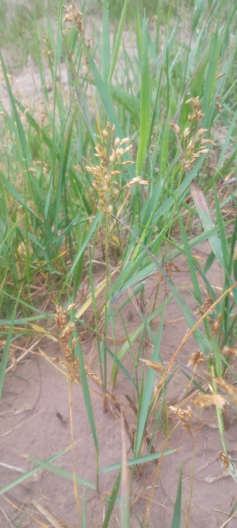 Northern Sweetgrass photo 2