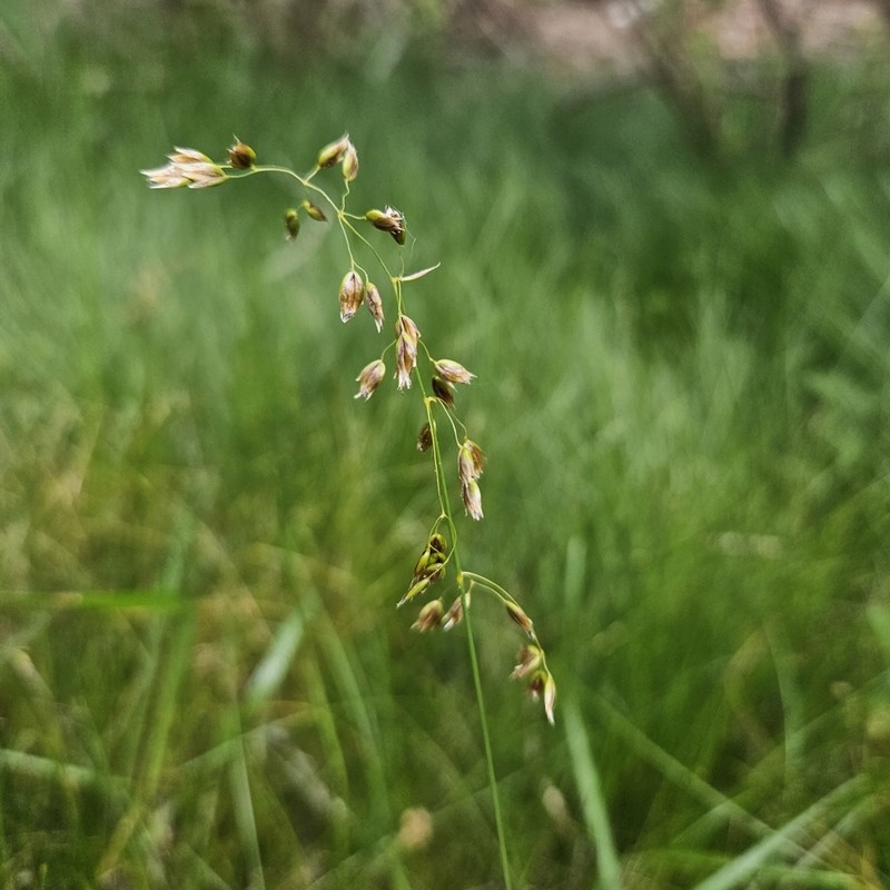 Northern Sweetgrass photo 4