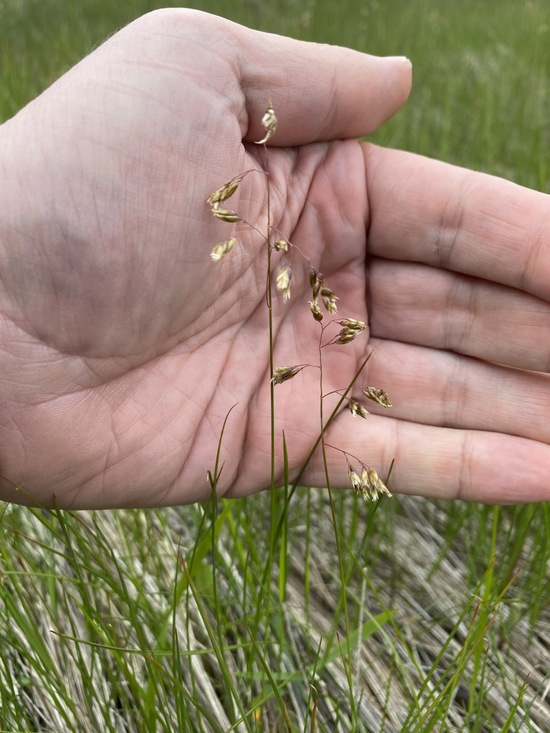 Northern Sweetgrass photo 5