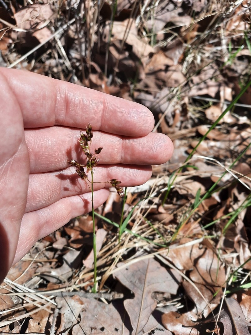Northern Sweetgrass photo 6