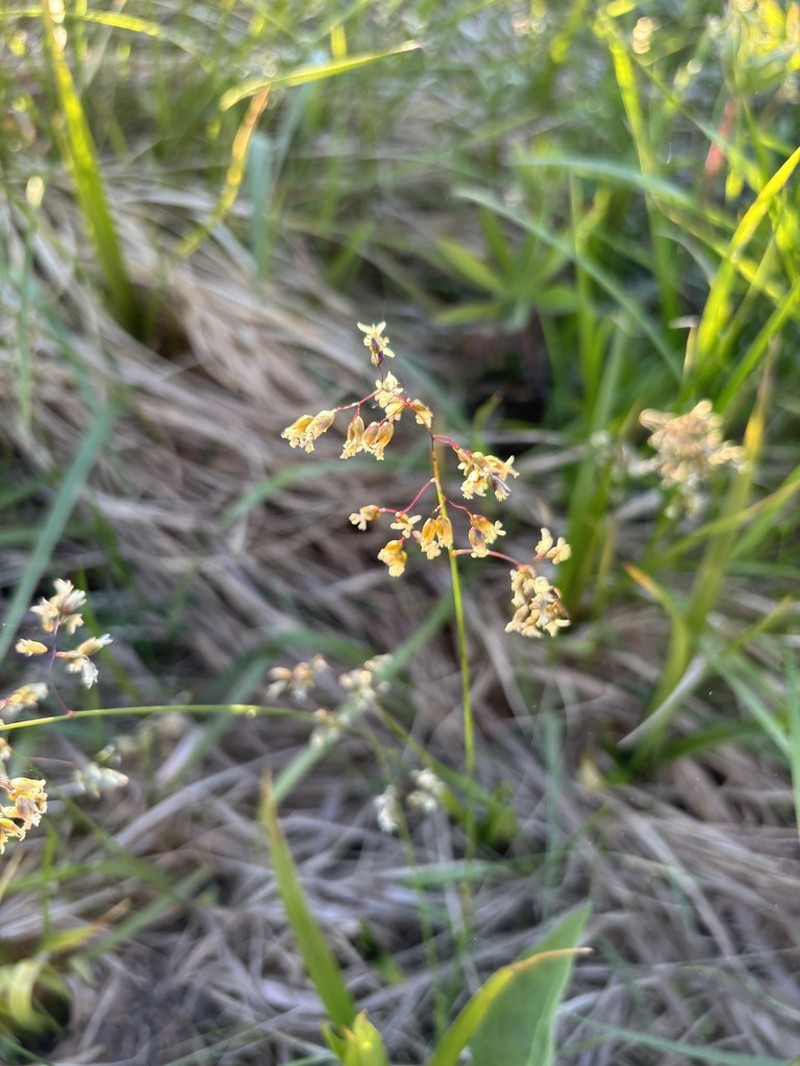 Northern Sweetgrass photo 7