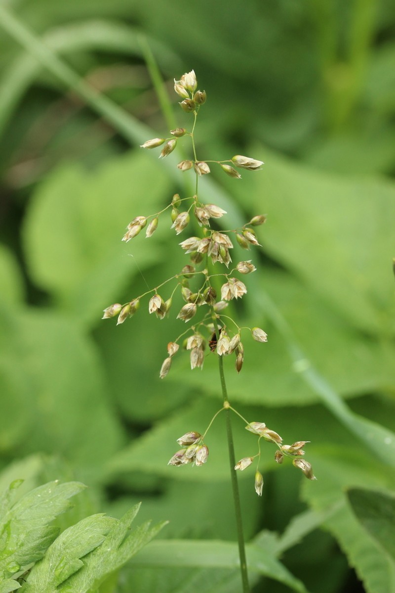Sweetgrass