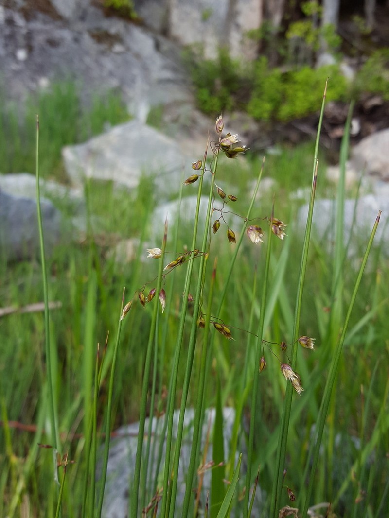 Sweetgrass photo 8