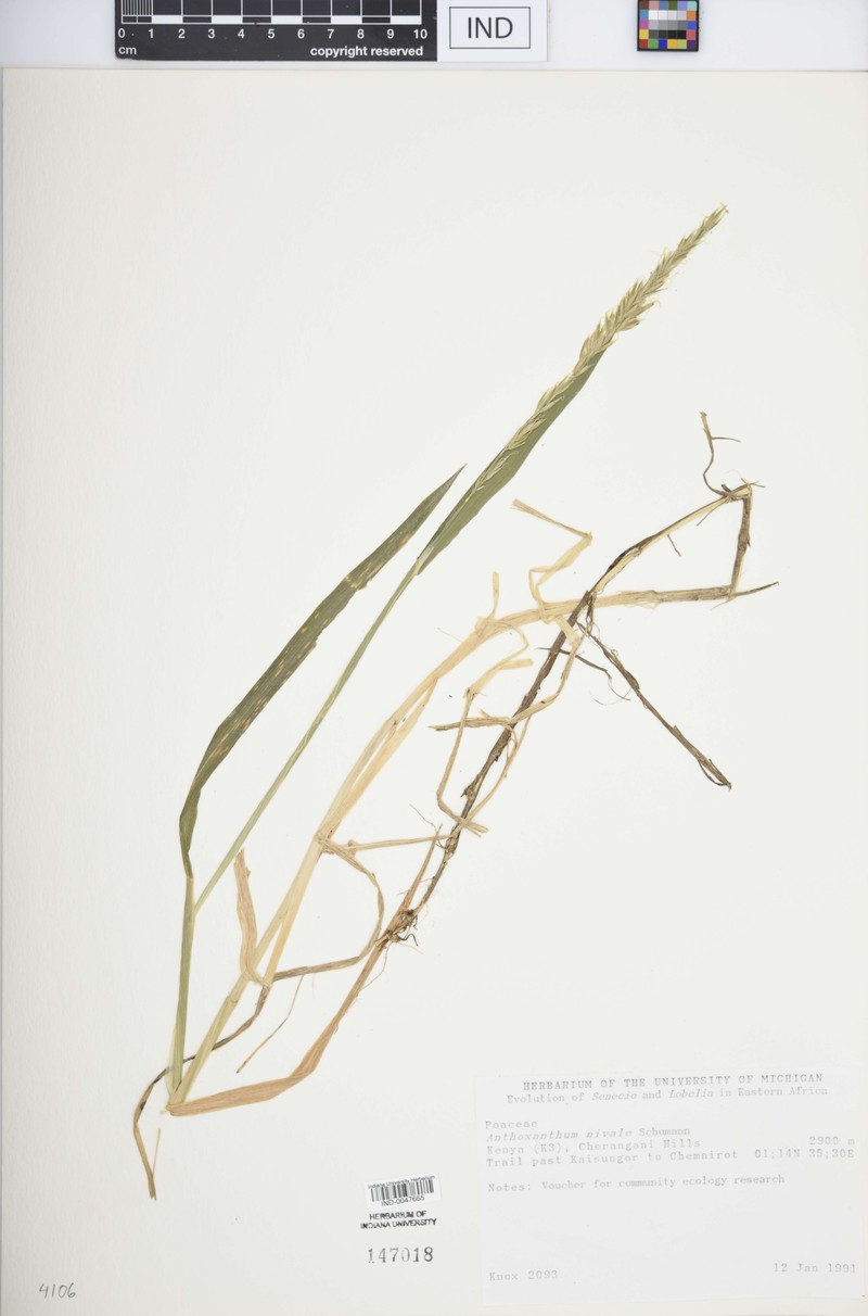 Anthoxanthum nivale