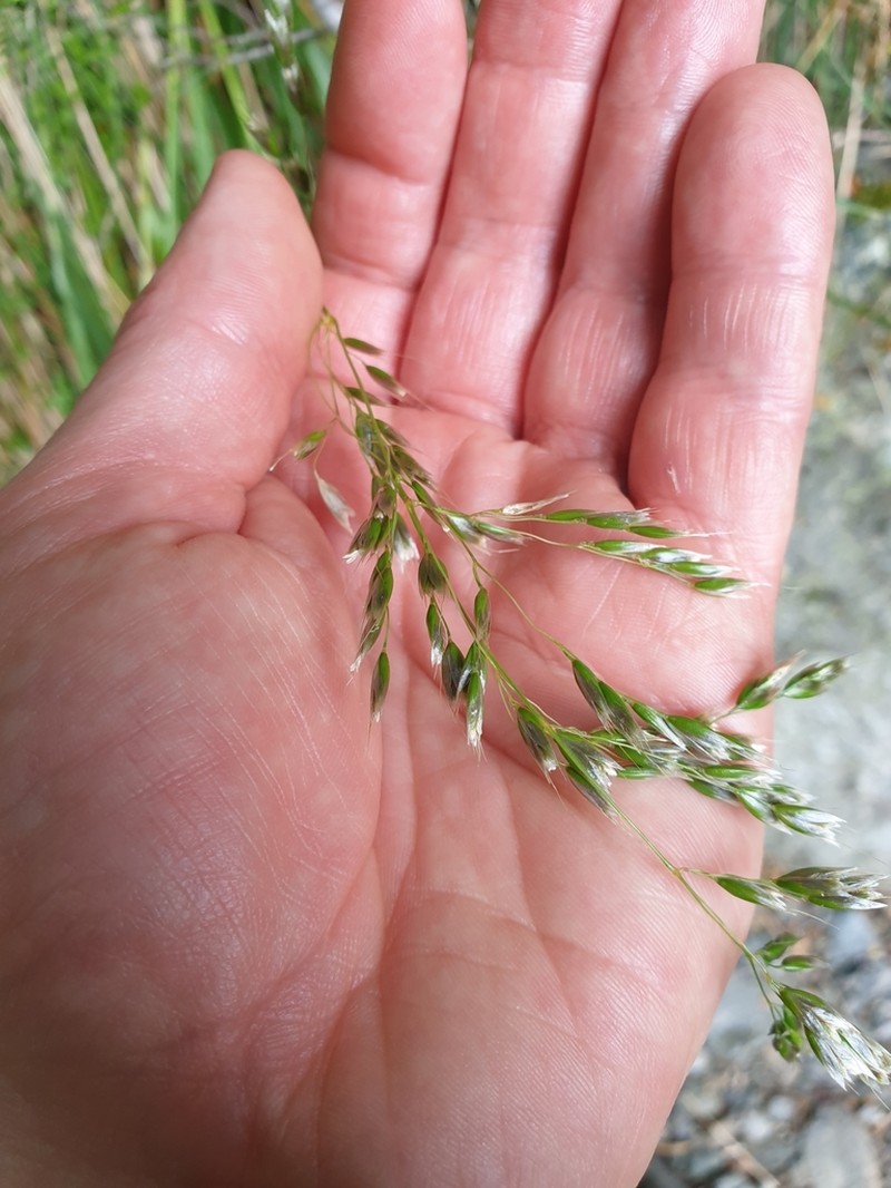Anthoxanthum novae-zelandiae