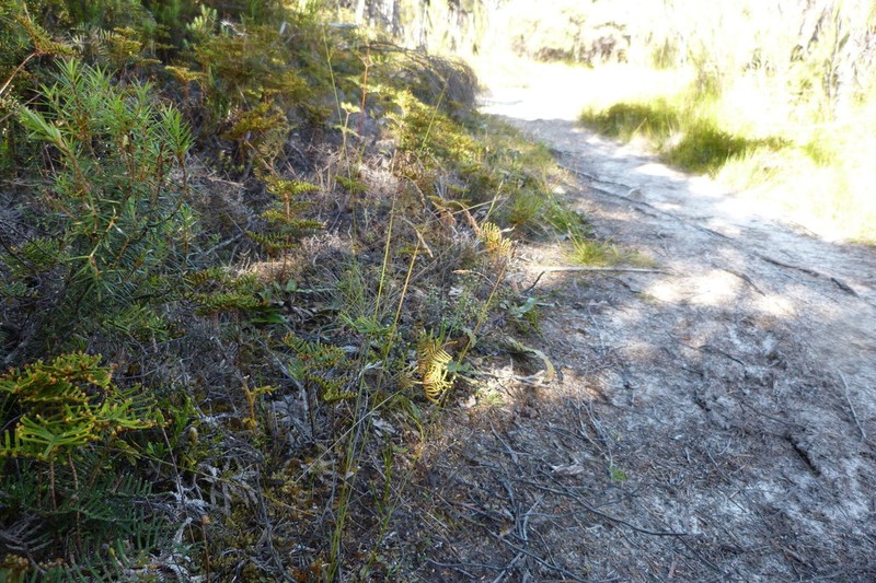 Anthoxanthum novae-zelandiae photo 3