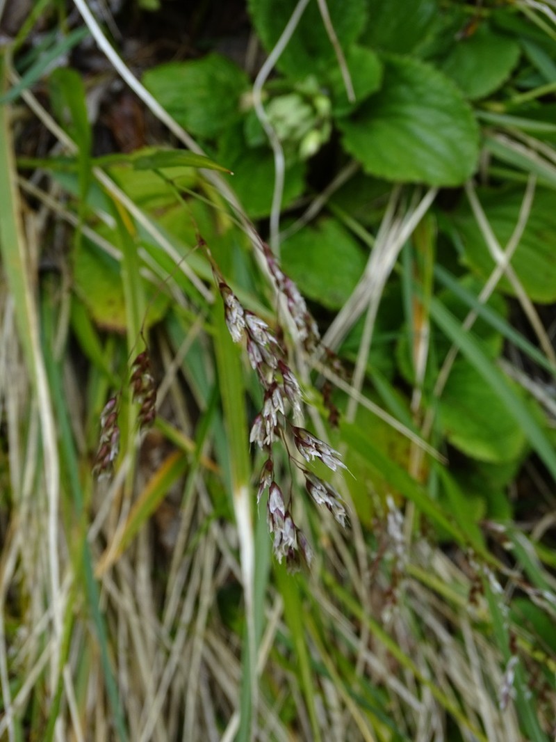 Anthoxanthum novae-zelandiae photo 5