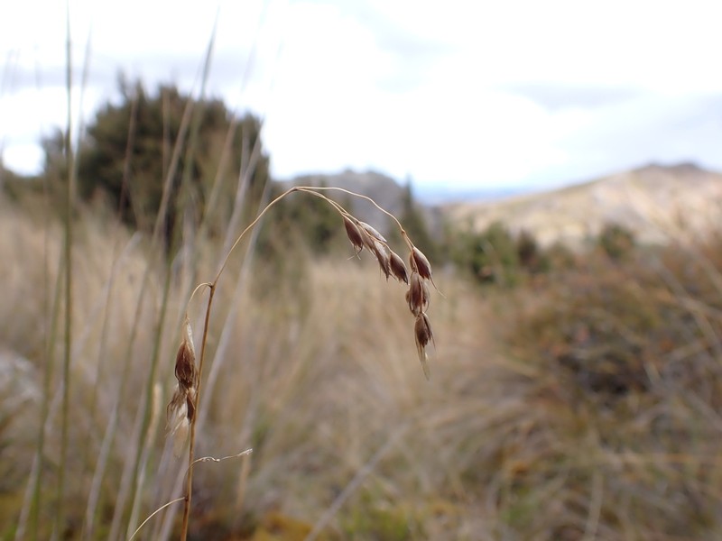 Anthoxanthum novae-zelandiae photo 7