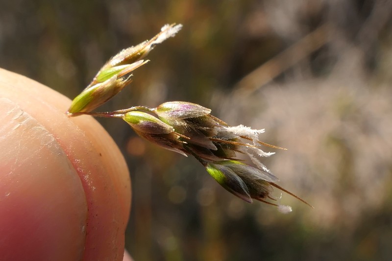Anthoxanthum novae-zelandiae photo 8