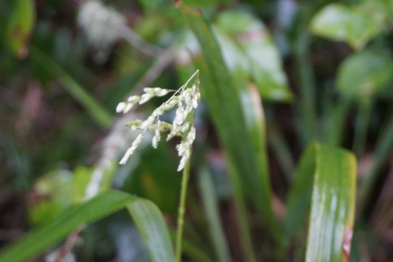 California Sweetgrass