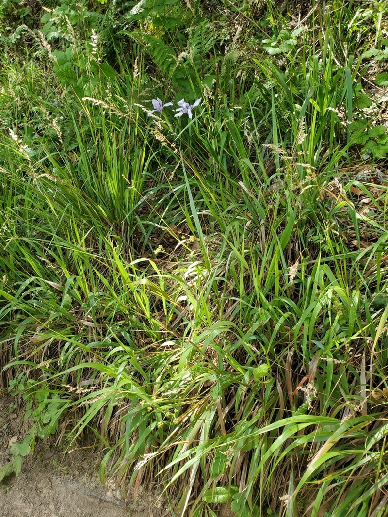 California Sweetgrass photo 2